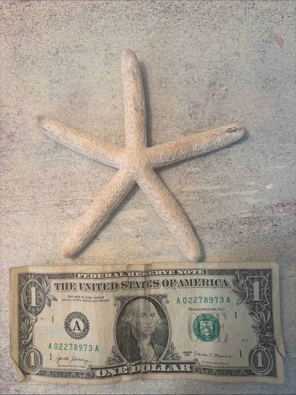 Coastal Starfish Wall Decor Set in Beige & Gray 7 in total
